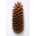 SUGAR PINE CONE POLISHED 9"-14" STAKED -OUT OF STOCK